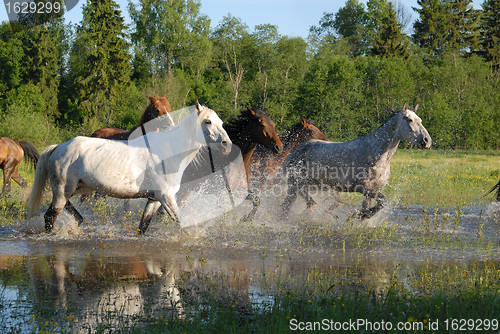 Image of Flock of horses in splashes