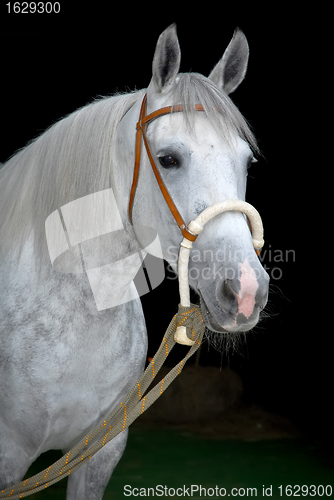 Image of grey orlov trotter horse on black