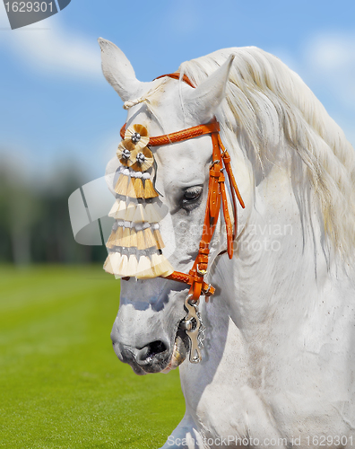 Image of grey andalusian horse spanish decoration