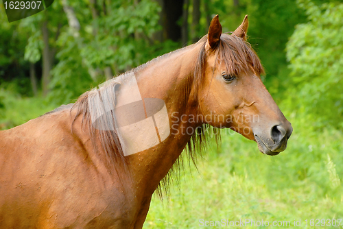 Image of Portrait of a beautiful Red hack stallion