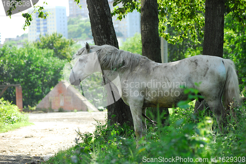 Image of Old beneficent horse