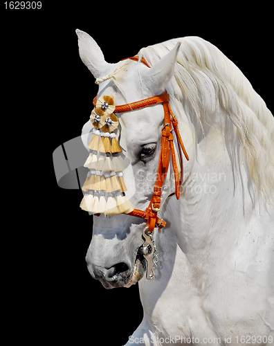Image of grey andalusian horse spanish decoration