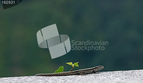 Image of lizard