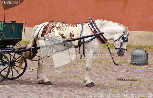 Image of Antique carriage harnessed with white horse. Wedding. 