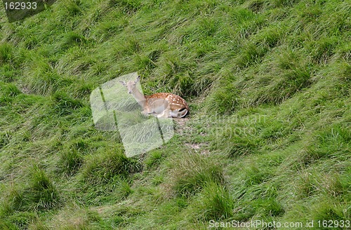 Image of spotty deer