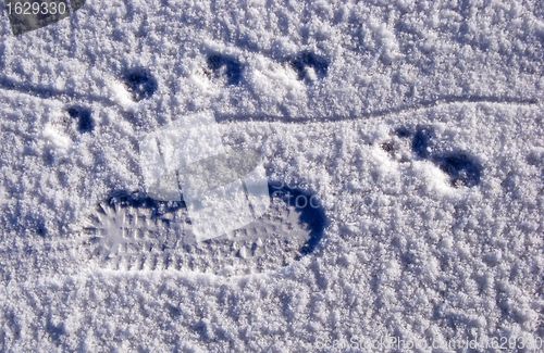 Image of Traces on snow 