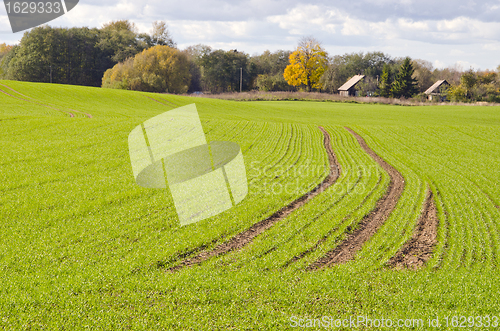 Image of Winter crops rye waiting for winter time. 