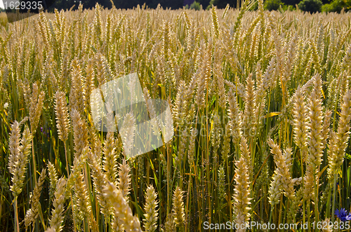 Image of Ripe wheat ears in agricultural field  lit by sun.