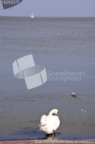 Image of Swan sits above the water and gull swim near. 