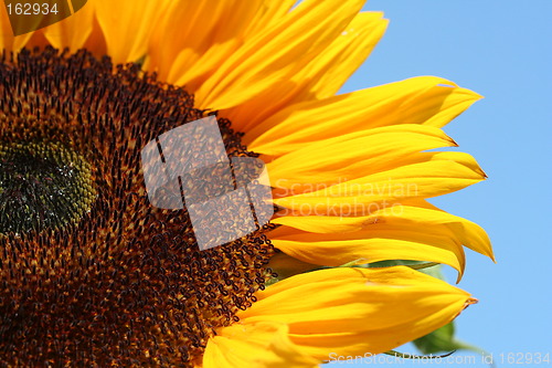 Image of Sunflower before blue Sky