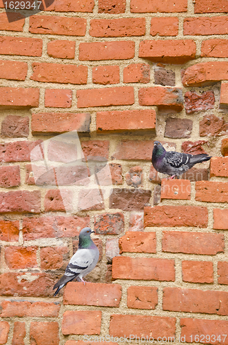 Image of Pair of pigeons sitting on ancient red brick wall. 