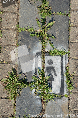 Image of Pavement walkway fragment with weed between bricks 