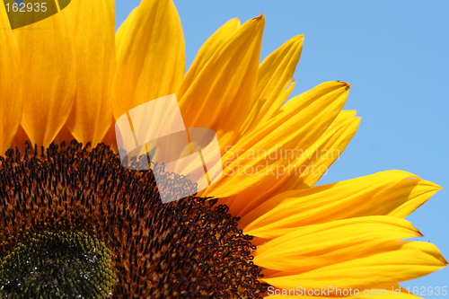 Image of part of sunflower before a blue sky