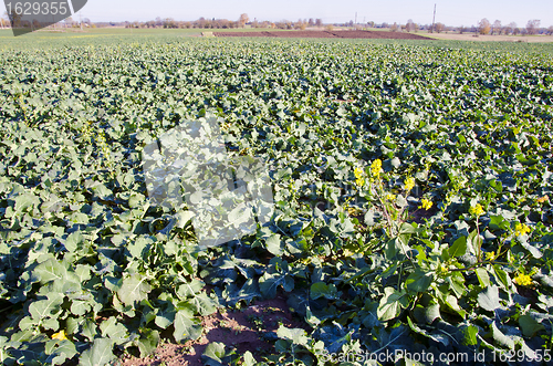 Image of Agricultural green rapeseed field in autumn. 