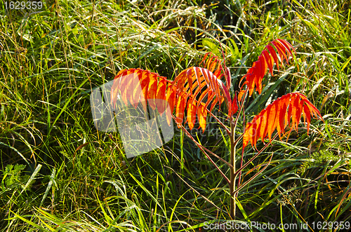 Image of Lonely tree with reddish leaves. 