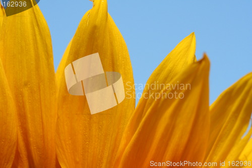 Image of detail of Sunflower