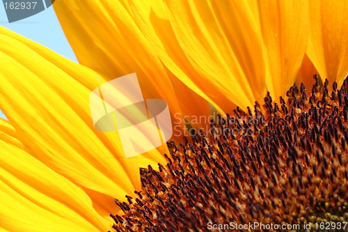 Image of part of sunflower before a blue sky