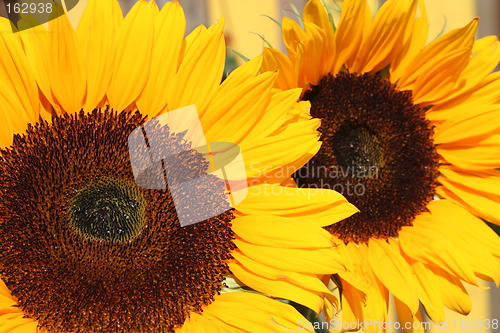 Image of Two sunflowers