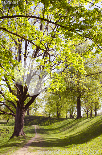 Image of Long lived tree alley in the spring.  