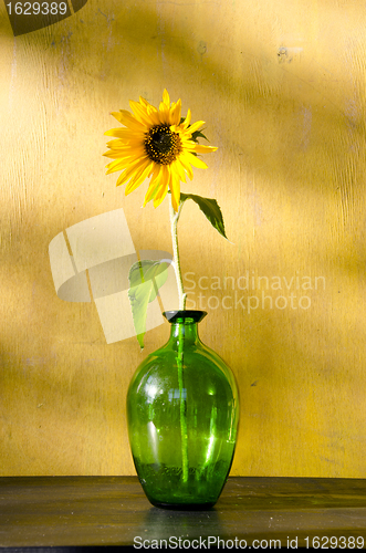 Image of Sunflower in glass on yellow wall background. 