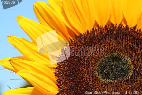 Image of part of sunflower before a blue sky