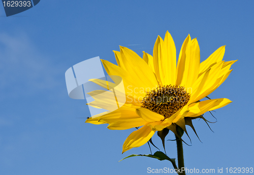 Image of Sunflower head with long leaves. 