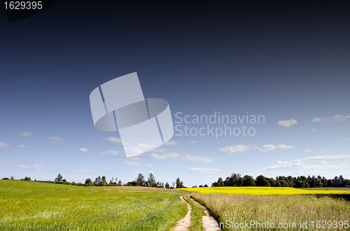 Image of Gravel road betwwen rape field and meadows. 