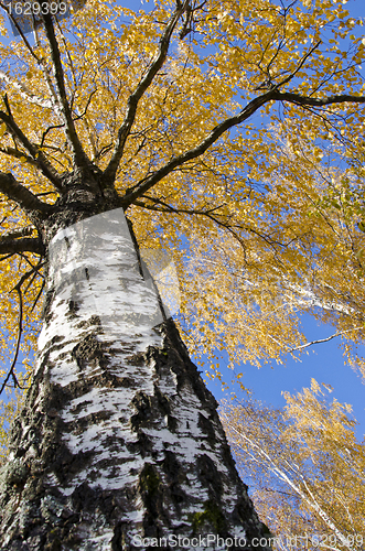 Image of Autumn birch trunk branches and colored leaves. 