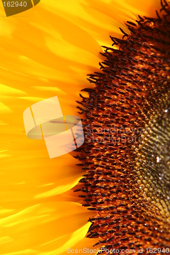 Image of half of Sunflower