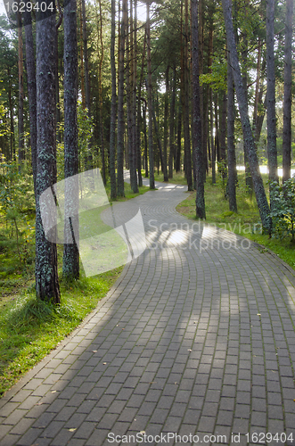 Image of Devious paved path tiles in pine forest. 