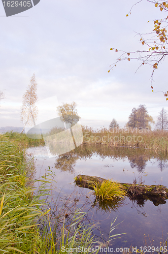 Image of Pond surrounded by dense floral plants in autumn. 