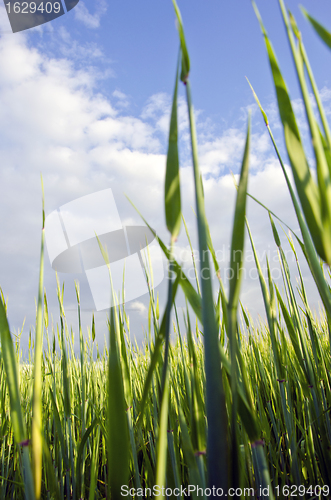 Image of Early corn barley in agricultural field. 