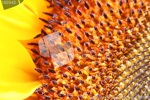 Image of close up of sunflower