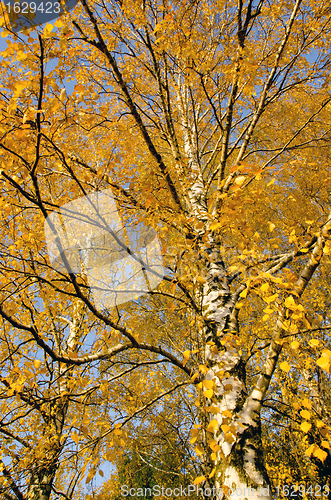 Image of Autumn birch branches. Dramatical seasonal changes 