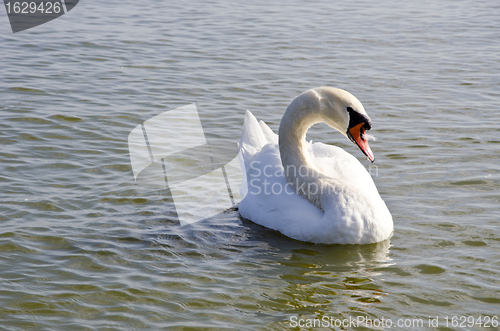 Image of Swan floating on water. Free bird closeup. 