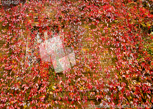 Image of Colorful creepers covers wall made of concrete. Autumn colors. 