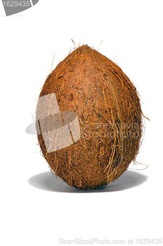 Image of Coconut on a white background. 