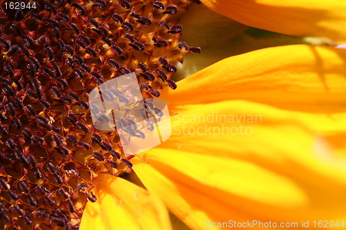 Image of Sunflower