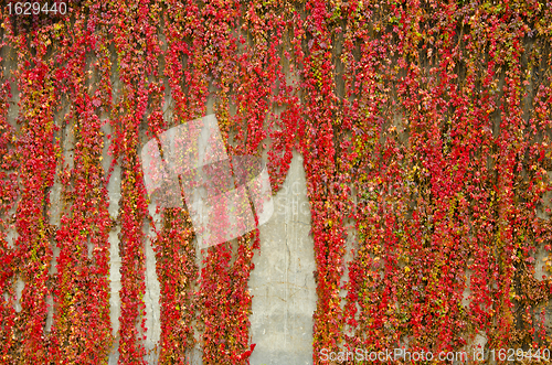 Image of Colorful creepers covers wall made of concrete. Autumn colors. 