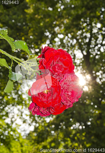 Image of Bunch of red natural roses growing in garden. 