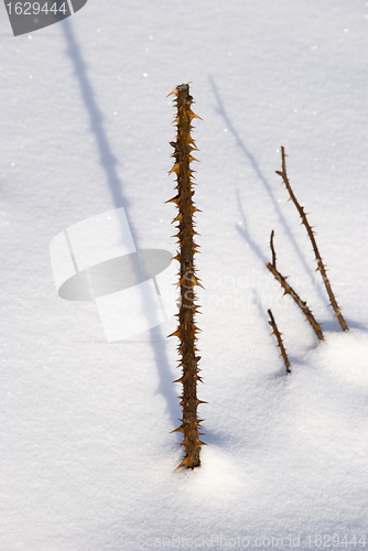 Image of Thorny rose stem upstanding from snow. 