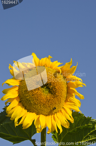 Image of Ripe sunflower head and bumblebee. 