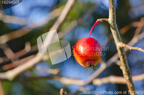 Image of Small red apple hanging on the apple tree branche. 