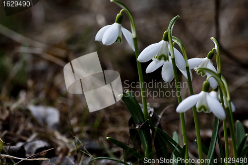 Image of snowdrops