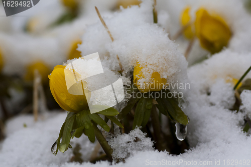 Image of winter aconites