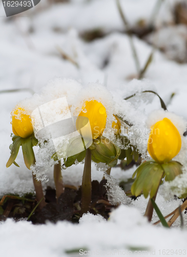 Image of snowcovered aconites