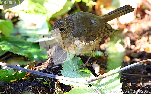 Image of titmouse