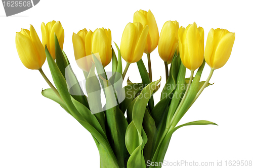 Image of Yellow Tulips