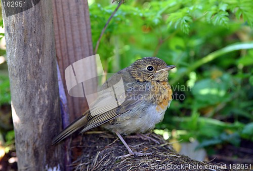 Image of nestling of a titmouse