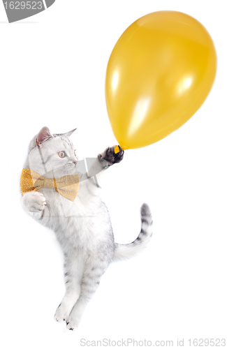 Image of cat kitten silver tabby flying with a golden balloon